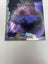 2024 Cardsmith Dragon's Lair: The Garden Of Eden #52 (Foil)